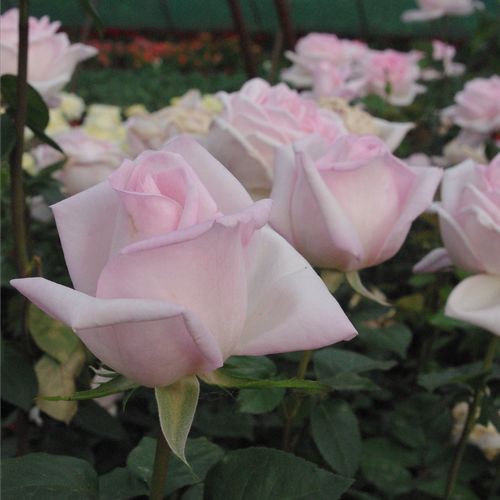 Shop - Rosa Königlicht Hoheit - rosa - teehybriden-edelrosen - stark duftend - Herb Swim, O. L. Weeks - Geeignet als Schnittblume und für gemischte Randbeete.